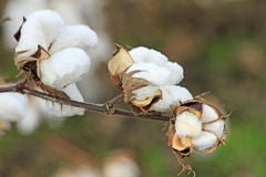 Bomull - Butik Maglia