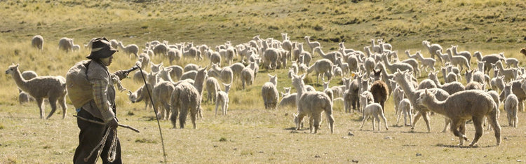 Fårull - Butik Maglia