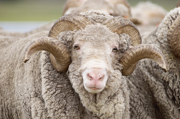 Merinoull - Butik Maglia