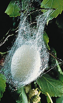 Silke - Butik Maglia